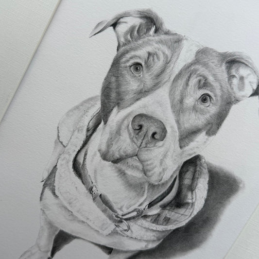 Custom Graphite Pet Portrait | Hand-Drawn Pencil Drawing