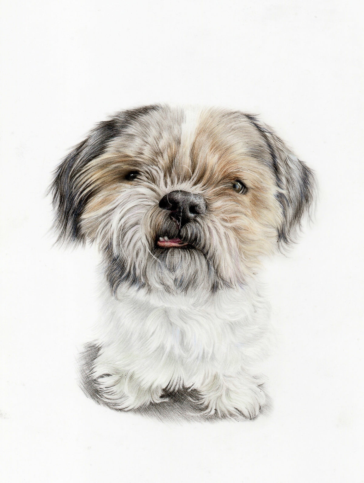 A detailed portrait drawing of a small fluffy dog with long gray, white, and tan fur, centered on a plain white background.