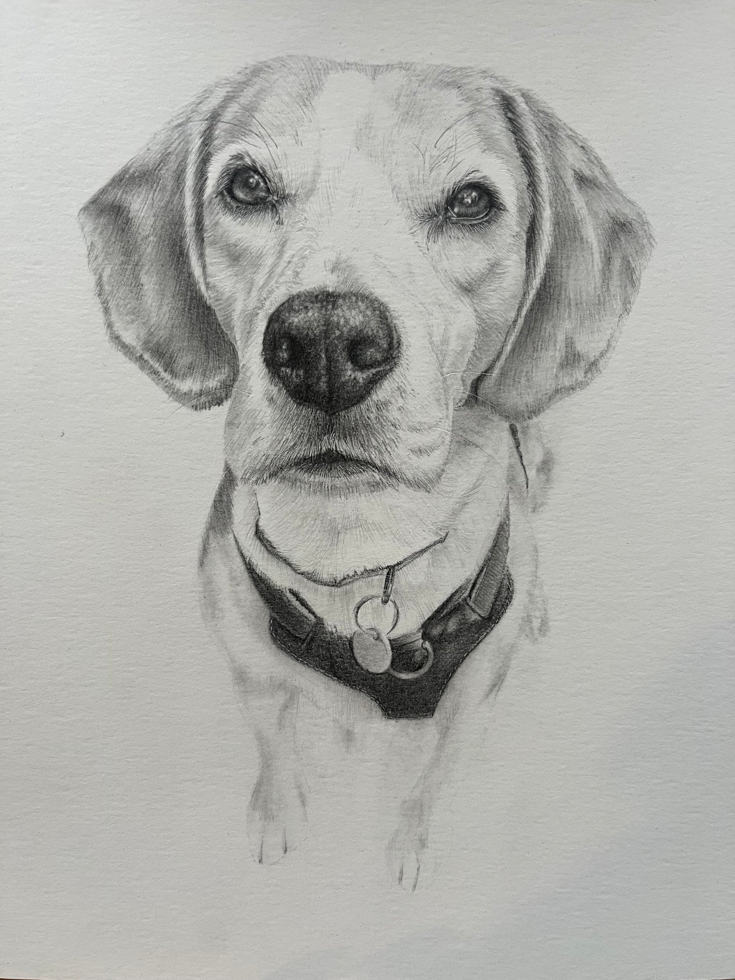 Custom Graphite Pet Portrait | Hand-Drawn Pencil Drawing