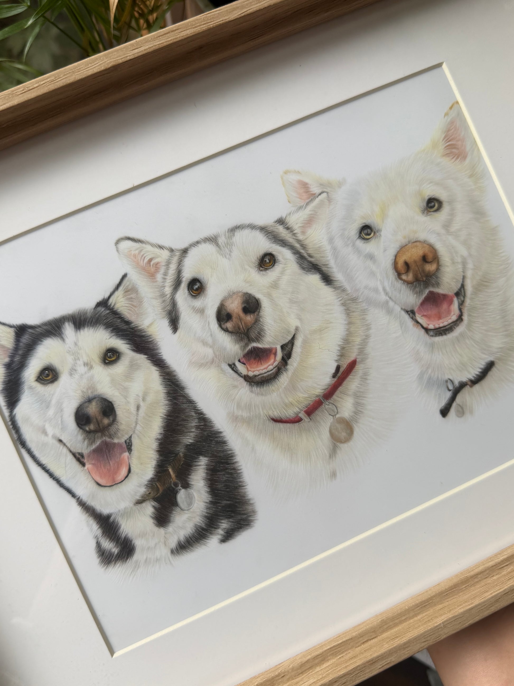A framed custom pet portrait featuring three Siberian husky dogs drawn in a realistic sketch style, set in a light wood frame with a white mat.