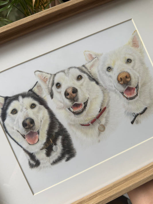 A framed custom pet portrait featuring three Siberian husky dogs drawn in a realistic sketch style, set in a light wood frame with a white mat.