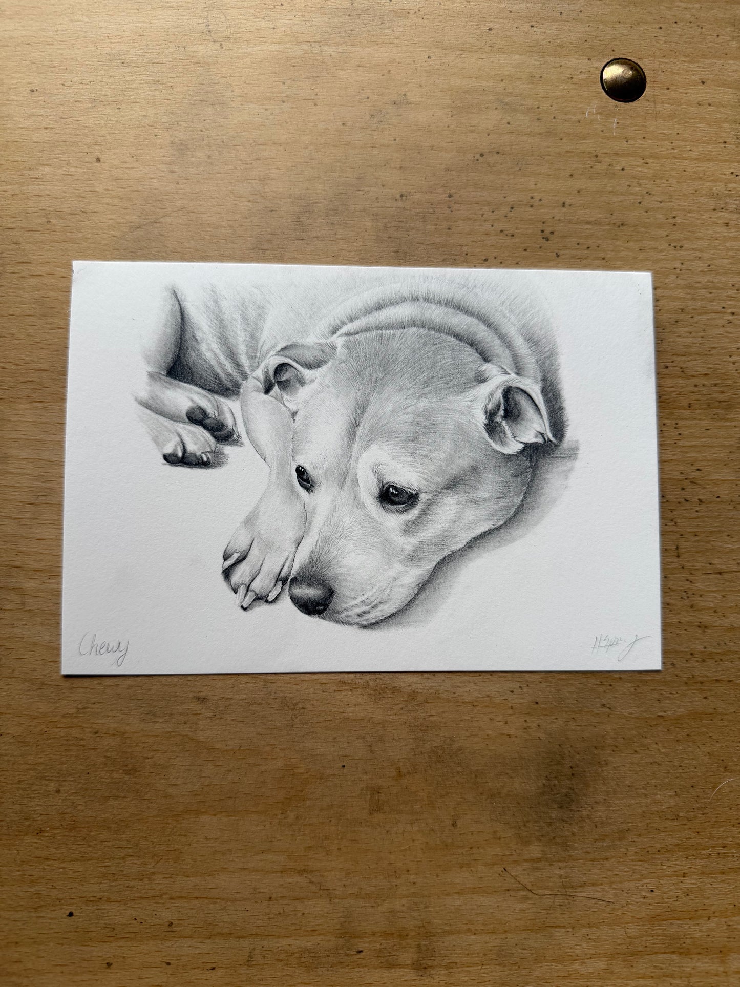 Custom Graphite Pet Portrait | Hand-Drawn Pencil Drawing
