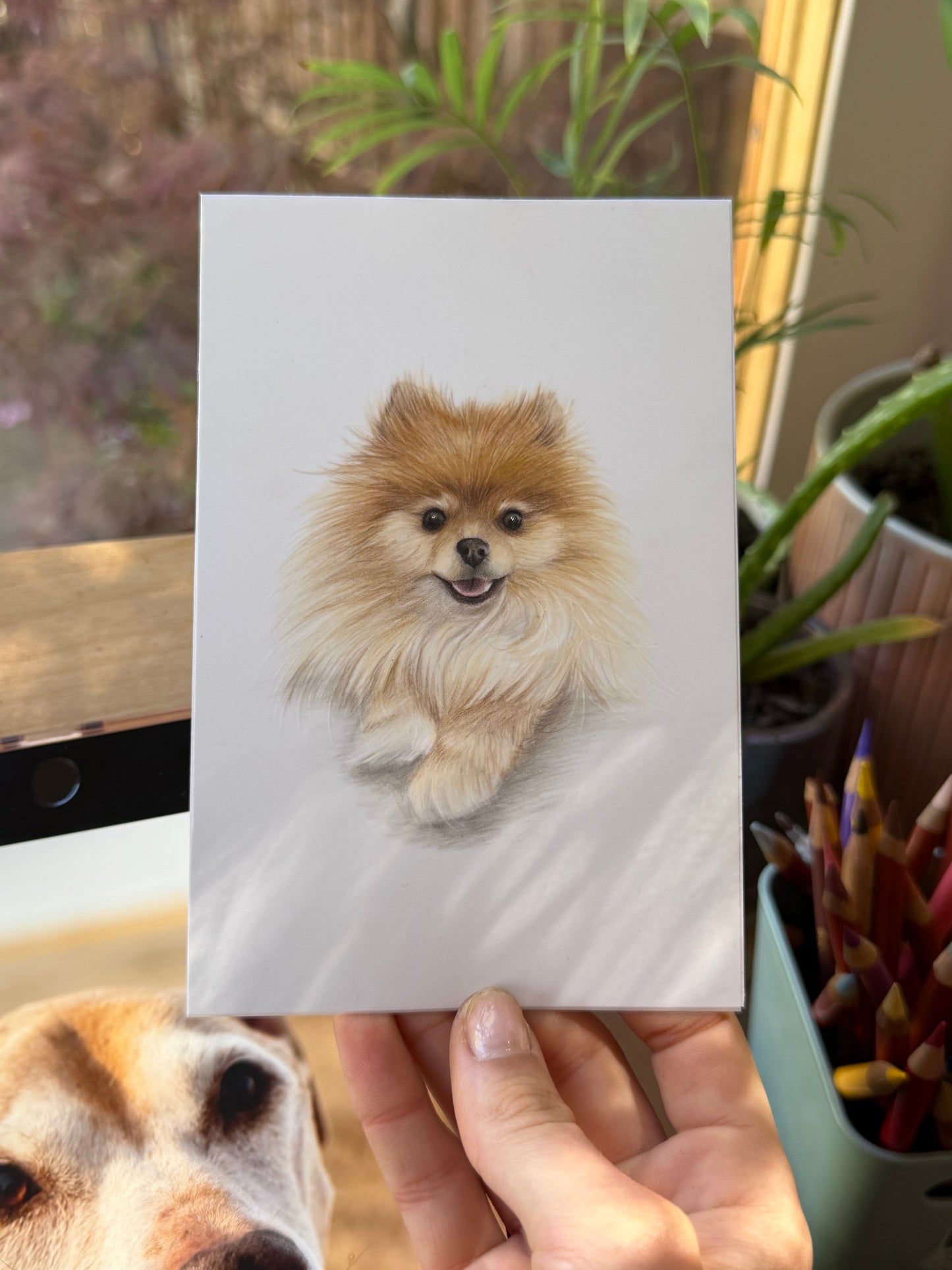 Mini Pet Portraits - available through the waitlist! Join via the homepage 🩷