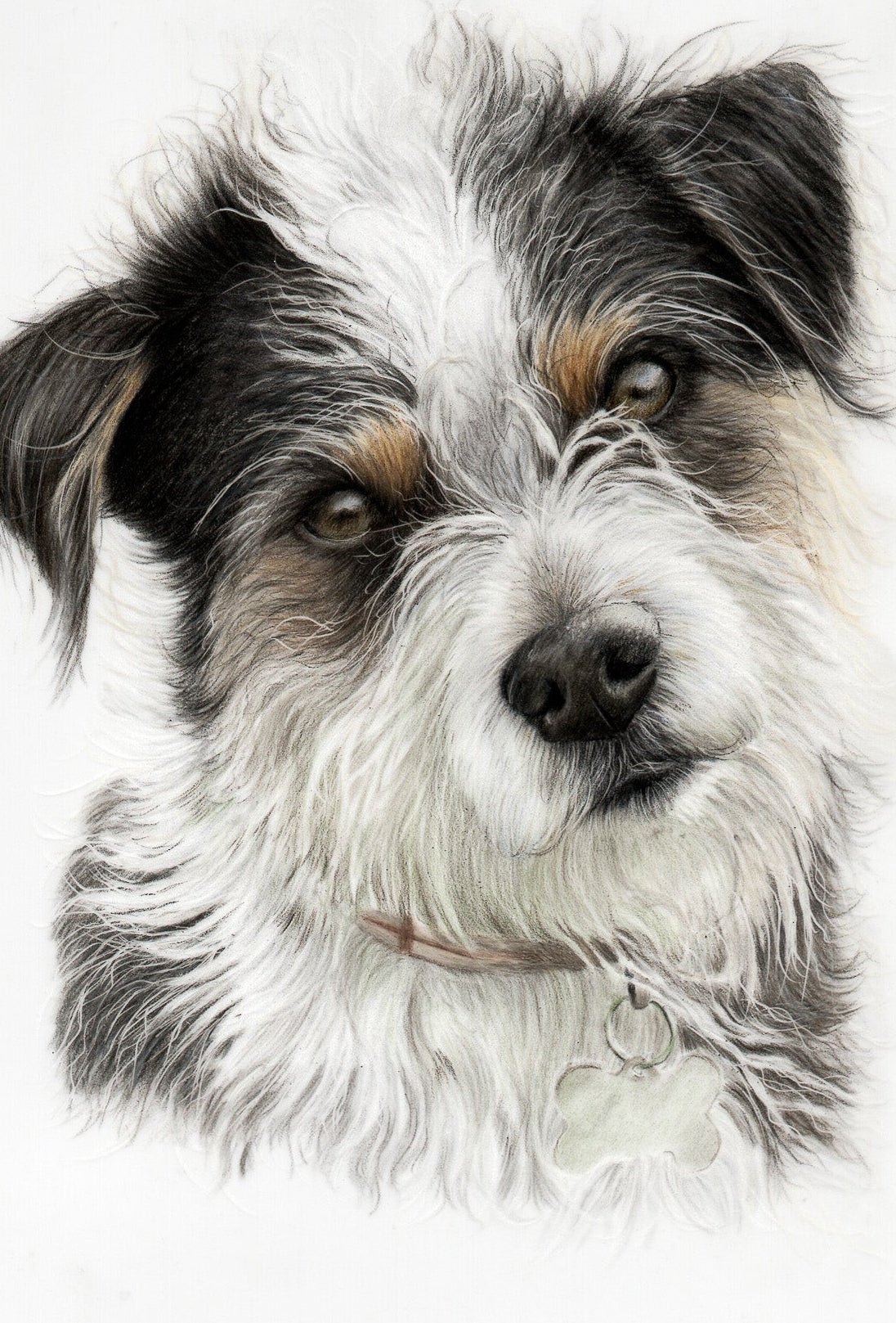 A detailed portrait drawing of a small black, white, and tan dog on a plain white background.