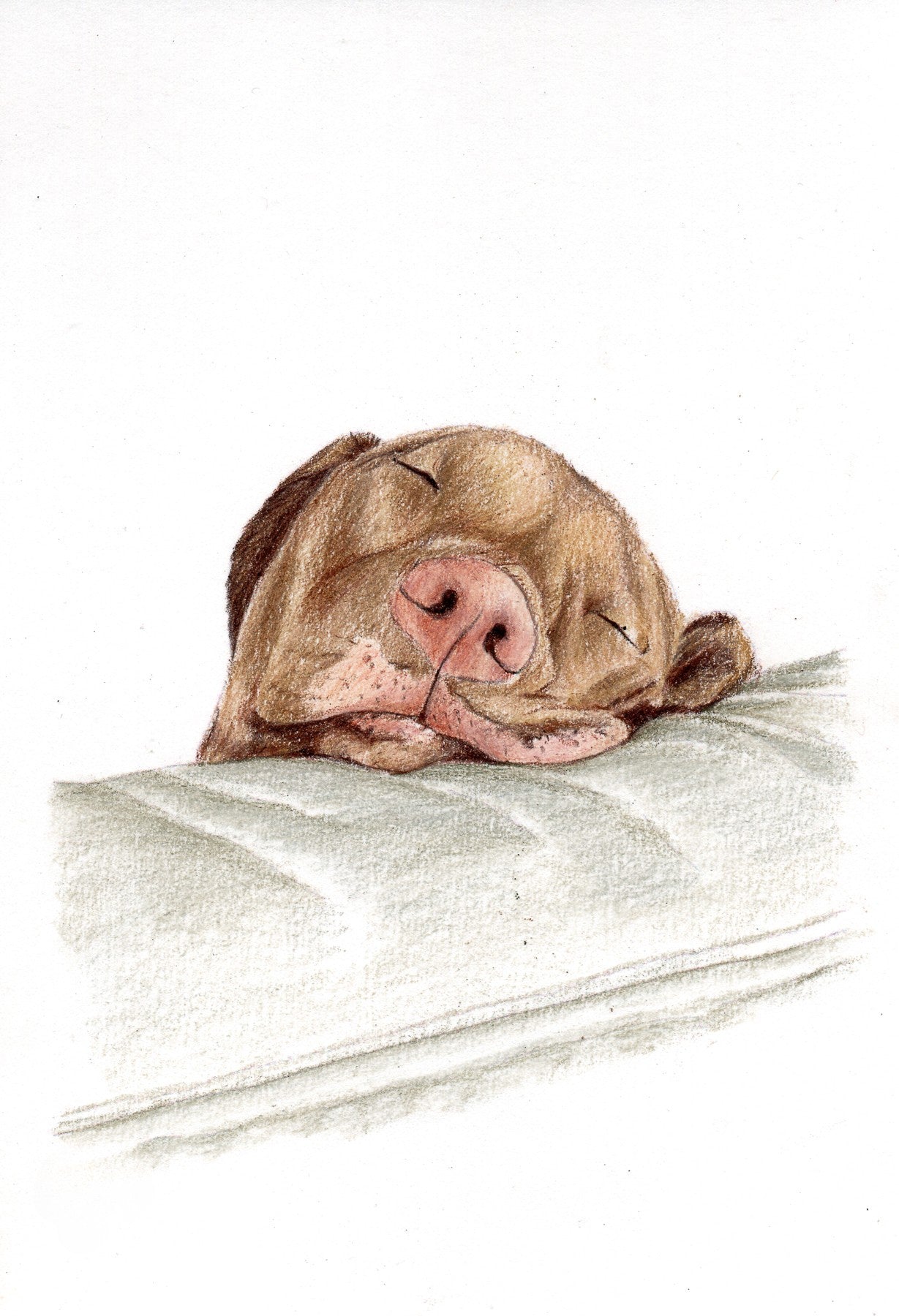 Illustration of a brown dog sleeping on a sofa with a white background